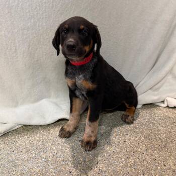 IVHS-Stray-143376 -  Cattle Dog and German Shepherd Dog Dog for Adoption in San Gabriel, California - IVHS-Stray-143376 | PetCurious
