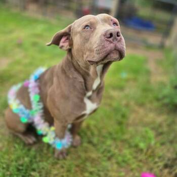 Atlas -  Pit Bull Terrier Dog for Adoption in Dover, Arkansas - Atlas | PetCurious