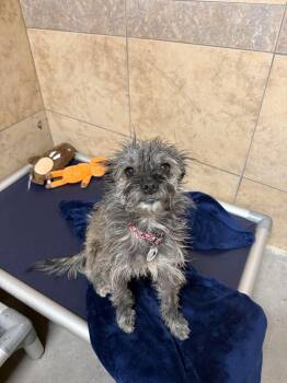 Chill -  Cairn Terrier Dog for Adoption in Phoenix, Arizona - Chill | PetCurious