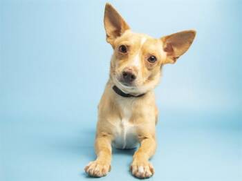 RICARDO -  Chihuahua Dog for Adoption in Phoenix, Arizona - RICARDO | PetCurious