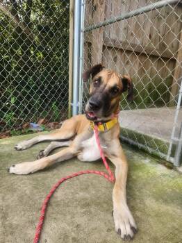 Rescue Great Dane Dogs for Adoption in Pensacola, Florida - Atticus | PetCurious