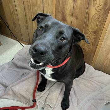Mixed Breed Dogs Available for Adoption in Columbiana, Alabama - Buddy Sr. *Adoption Fee Sponsored* | PetCurious