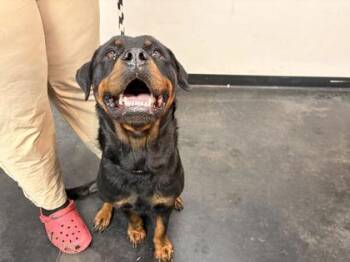 Mixed Breed Dogs Available for Adoption - Queen Peach | PetCurious