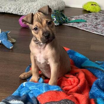 Nibbles -  Pit Bull Terrier Dog for Adoption in Fountain Hill, Pennsylvania - Nibbles | PetCurious