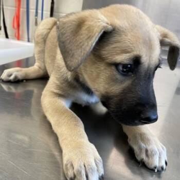 Shepherd and Mixed Breed Dogs Available for Adoption in Austin, Texas - Cashew | PetCurious