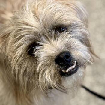 Terrier Dogs Available for Adoption in Hondo, Texas - Max - Friendly Scruffball | PetCurious