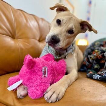 Labrador Retriever and Pit Bull Terrier Dogs Available for Adoption in Friendswood, Texas - Sunnie D Light Sadie | PetCurious