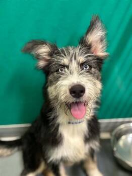 A256253 -  Scottish Terrier and Mixed Breed Dog for Adoption in Visalia, California - A256253 | PetCurious
