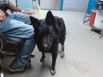 NIGHT -  German Shepherd Dog and Mixed Breed Dog for Adoption in Albuquerque, New Mexico - NIGHT | PetCurious