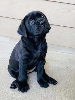 Cane Corso Dogs Available for Adoption in San Antonio, Texas - Roxie  | PetCurious