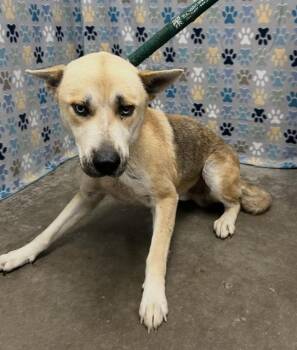 Husky and German Shepherd Dog Dogs Available for Adoption in Rosenberg, Texas - PABLO | PetCurious