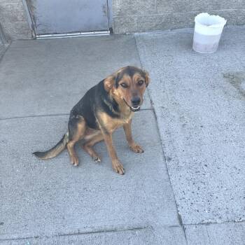 Daisy -  German Shepherd Dog and Mixed Breed Dog for Adoption in Tacoma, Washington - Daisy | PetCurious