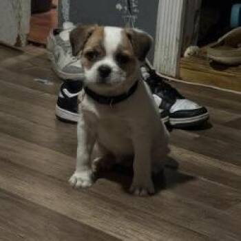 Pug and Mixed Breed Dogs Available for Adoption - Oso | PetCurious