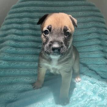 Donatello -  Pit Bull Terrier and Mixed Breed Dog for Adoption in Kanab, Utah - Donatello | PetCurious