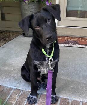 James -  Black Labrador Retriever Dog for Adoption in Pawleys Island, South Carolina - James | PetCurious