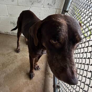 Toast -  Pointer and Chocolate Labrador Retriever Dog for Adoption in Edinburg, Texas - Toast | PetCurious