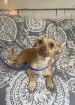 Chihuahua Dogs Available for Adoption in Fort Worth, Texas - Courage | PetCurious