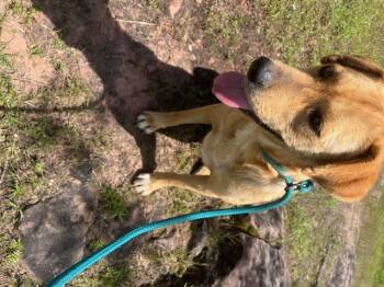 Rescue Labrador Retriever Dogs for Adoption in Spring, Texas - Birdie | PetCurious