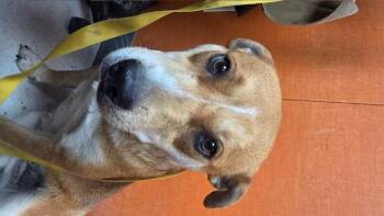 Mera -  Australian Cattle Dog Blue Heeler and Husky Dog for Adoption in Riverside, Iowa - Mera | PetCurious