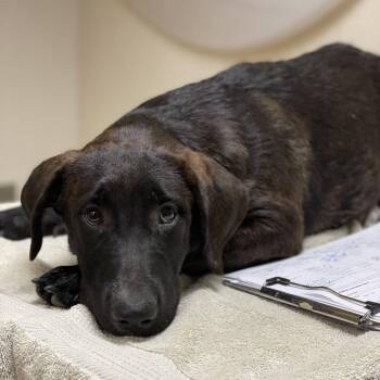 Charlotte -  Mastiff and Mixed Breed Dog for Adoption in Riverside, California - Charlotte | PetCurious