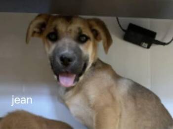 Lol-Jean -  Shepherd Dog for Adoption in Billings, Montana - Lol-Jean | PetCurious
