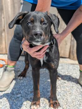 Mixed Breed Dogs Available for Adoption in Huntsville, Alabama - Tate | PetCurious