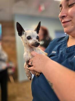ODB -  Chihuahua Dog for Adoption in Buford, Georgia - ODB | PetCurious