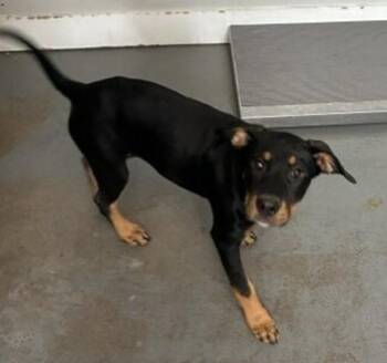 *Remi* -  Pit Bull Terrier Dog for Adoption in Salt Lake City, Utah - *Remi* | PetCurious