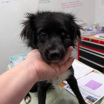 Lorraine -  Spaniel Dog for Adoption in Chico, California - Lorraine | PetCurious