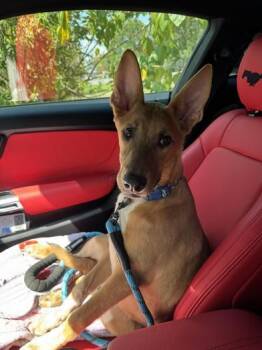 Rescue German Shepherd Dog and Cattle Dog Dogs for Adoption in Liverpool, Texas - Scat | PetCurious