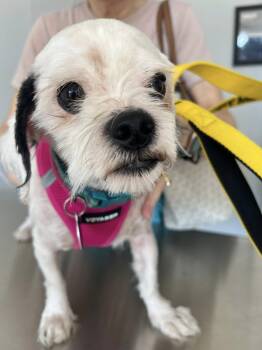 Rescue Shih Tzu Dogs for Adoption in Williamsburg, Virginia - Gizmo | PetCurious