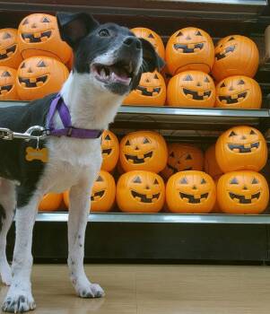 Cosmo -  Terrier and Hound Dog for Adoption in Gilberts, Illinois - Cosmo | PetCurious
