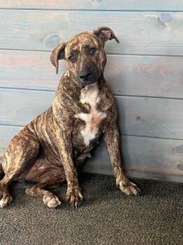 Betty Joe -  Boxer Dog for Adoption in Lewisburg, Tennessee - Betty Joe | PetCurious