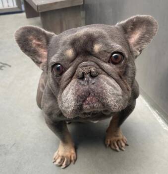 Rescue French Bulldog Dogs for Adoption in San Mateo, California - Smokey | PetCurious