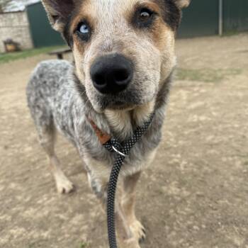 Australian Cattle Dog Blue Heeler Dogs Available for Adoption in Lucas, Texas - Fargo | PetCurious