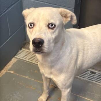 Spatula -  Mixed Breed Dog for Adoption in Gadsden, Alabama - Spatula | PetCurious