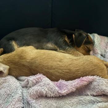 Benny -  Yorkshire Terrier and Dachshund Dog for Adoption in San Antonio, Texas - Benny | PetCurious