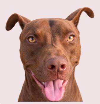 Vinny -  Chocolate Labrador Retriever Dog for Adoption in Tampa, Florida - Vinny | PetCurious