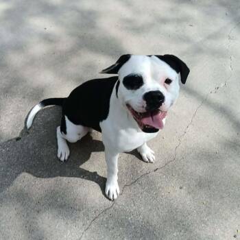 Boxer and American Bulldog Dogs Available for Adoption in Seymour, Indiana - BULLSEYE **GREAT DOG** | PetCurious