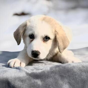 Great Pyrenees Dogs Available for Adoption - CT Ace | PetCurious