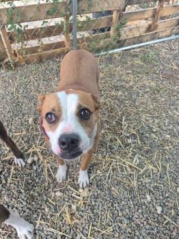 Beverly -  Pit Bull Terrier and Mixed Breed Dog for Adoption in Moriarty, New Mexico - Beverly | PetCurious