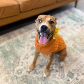 Pit Bull Terrier Dogs Available for Adoption - Dottie Sue | PetCurious