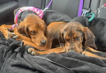 Hound Dogs Available for Adoption in Holbrook, New York - BUBBLES | PetCurious