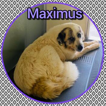 Maximus -  Great Pyrenees and Anatolian Shepherd Dog for Adoption in Bolivar, Tennessee - Maximus | PetCurious