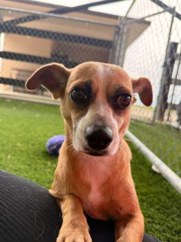 luna -  Mixed Breed Dog Available for Adoption in New York, New York - Luna | PetCurious