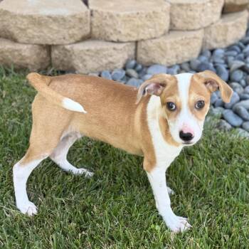 Peter Pan -  Dachshund Dog for Adoption in San Diego, California - Peter Pan | PetCurious