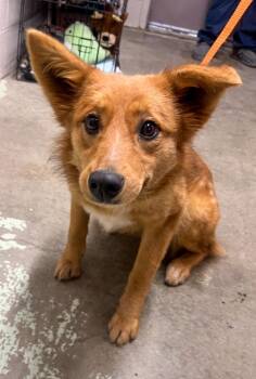 Mixed Breed Dogs Available for Adoption - Foxy | PetCurious