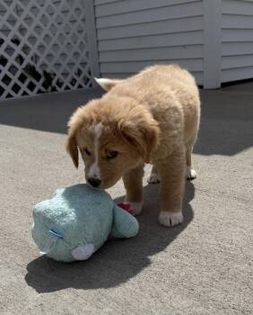 Labrador Retriever and Mixed Breed Dogs Available for Adoption in Aurora, Indiana - Connecticut : Weston | PetCurious