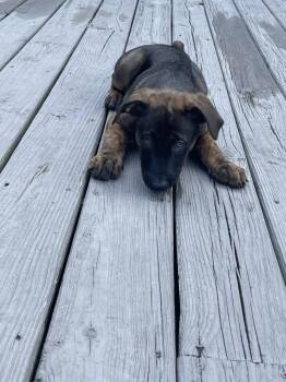 Belgian Shepherd Sheepdog and Doberman Pinscher Dogs Available for Adoption in Brookshire, Texas - Katy | PetCurious
