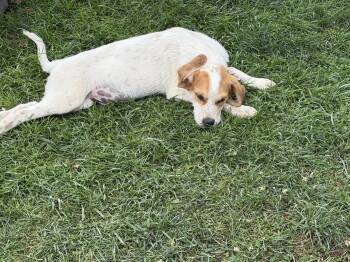 Cypress -  Hound and Australian Shepherd Dog for Adoption in Stuarts Draft, Virginia - Cypress | PetCurious
